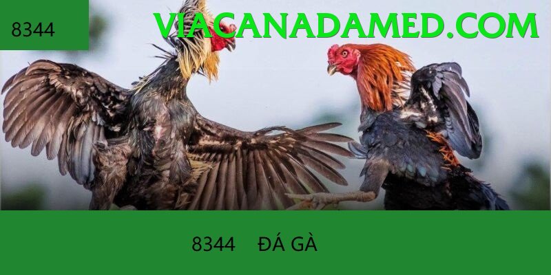 Đá Gà Trực Tiếp - Trải nghiệm tuyệt vời